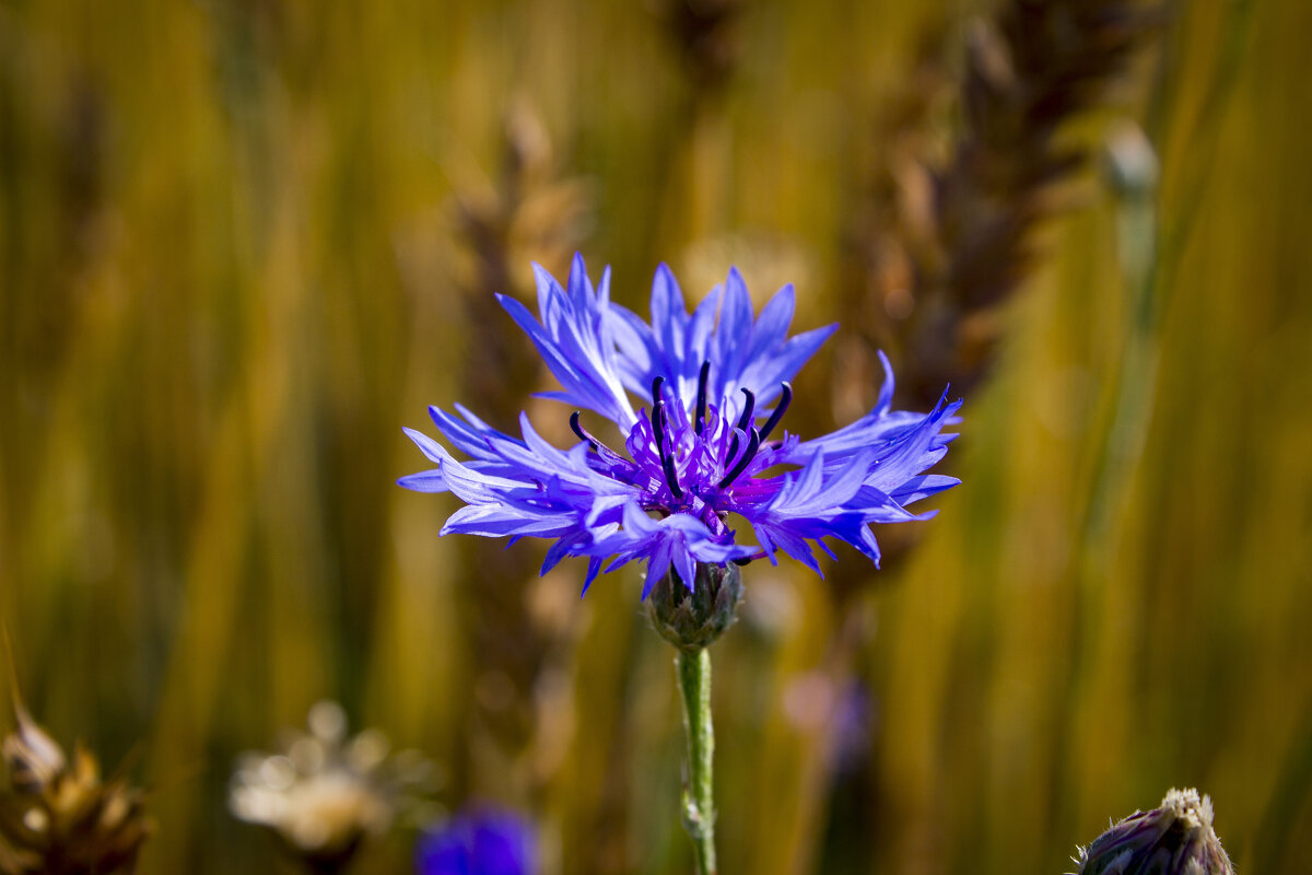 Полевой цветок - Александр Гладких