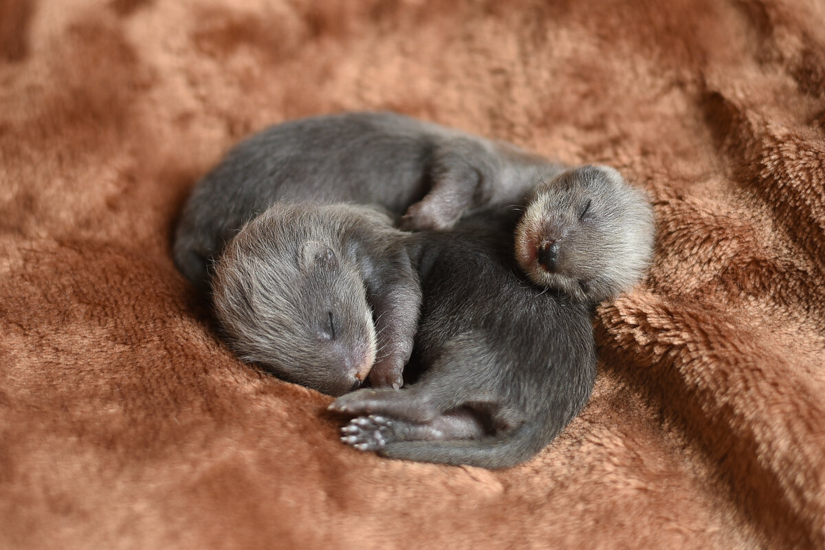 Little sleeping ferrets - Tatiana Kochergina