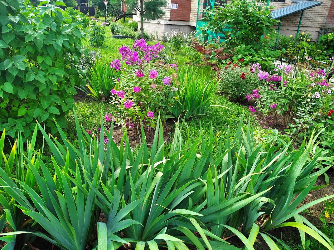 Мой зеленый город - Елена Семигина Мой зеленый город - Елена Семигина