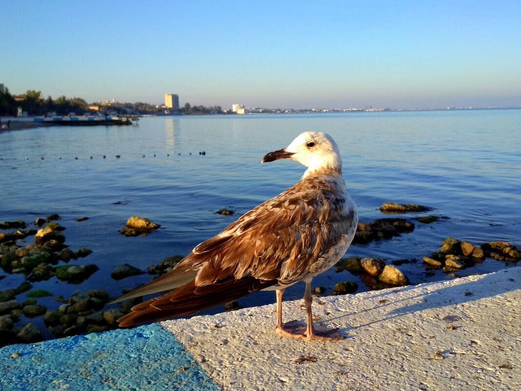 Морской портрет на закате - Татьяна Лютаева Морской портрет на закате - Татьяна Лютаева