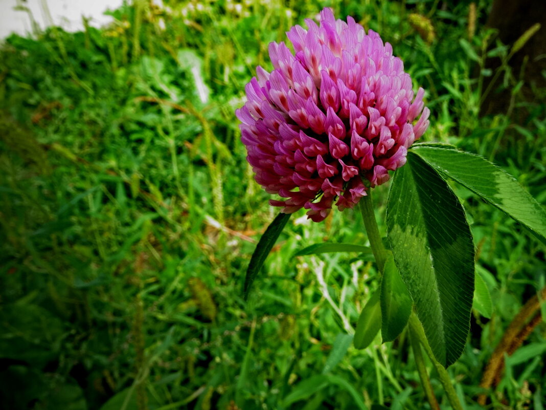 Клевер розовый. - ivan 