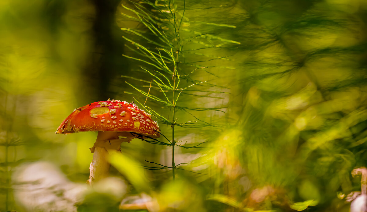 ... - Андрей Бурлов