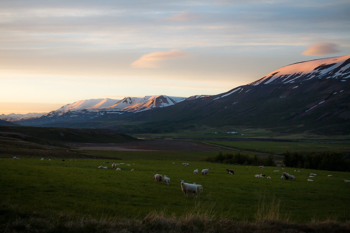 Исландские пасторали... - алексей афанасьев