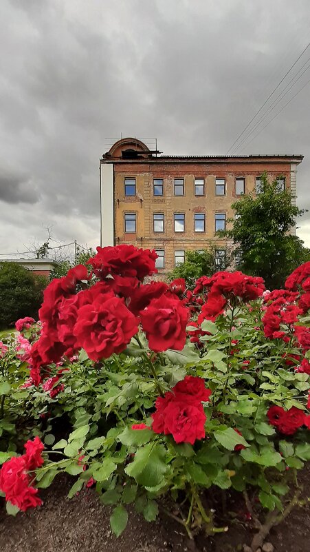 Розы Измайловского сада - Наталья Герасимова Розы Измайловского сада - Наталья Герасимова