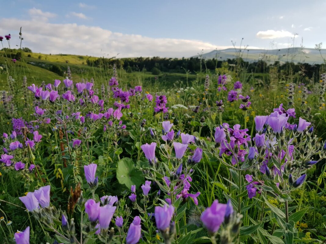 ЛАГО-НАКИ июль 2020 - Tata Wolf ЛАГО-НАКИ июль 2020 - Tata Wolf