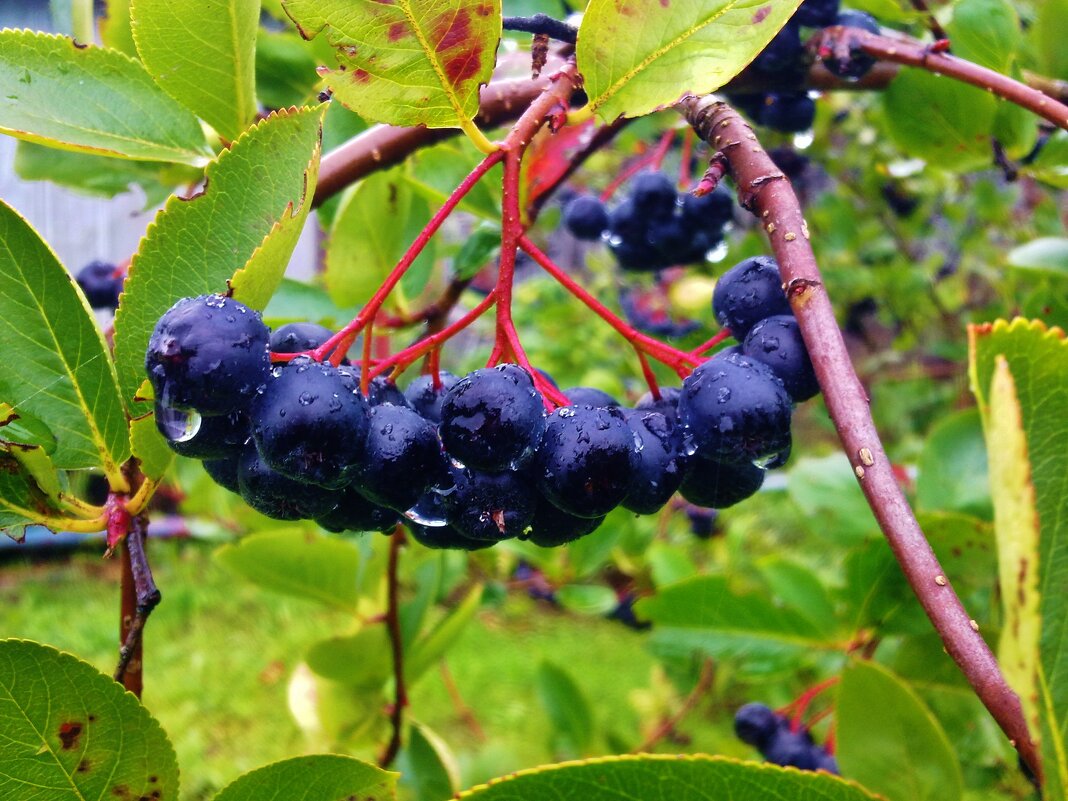 после дождя - Владимир после дождя - Владимир