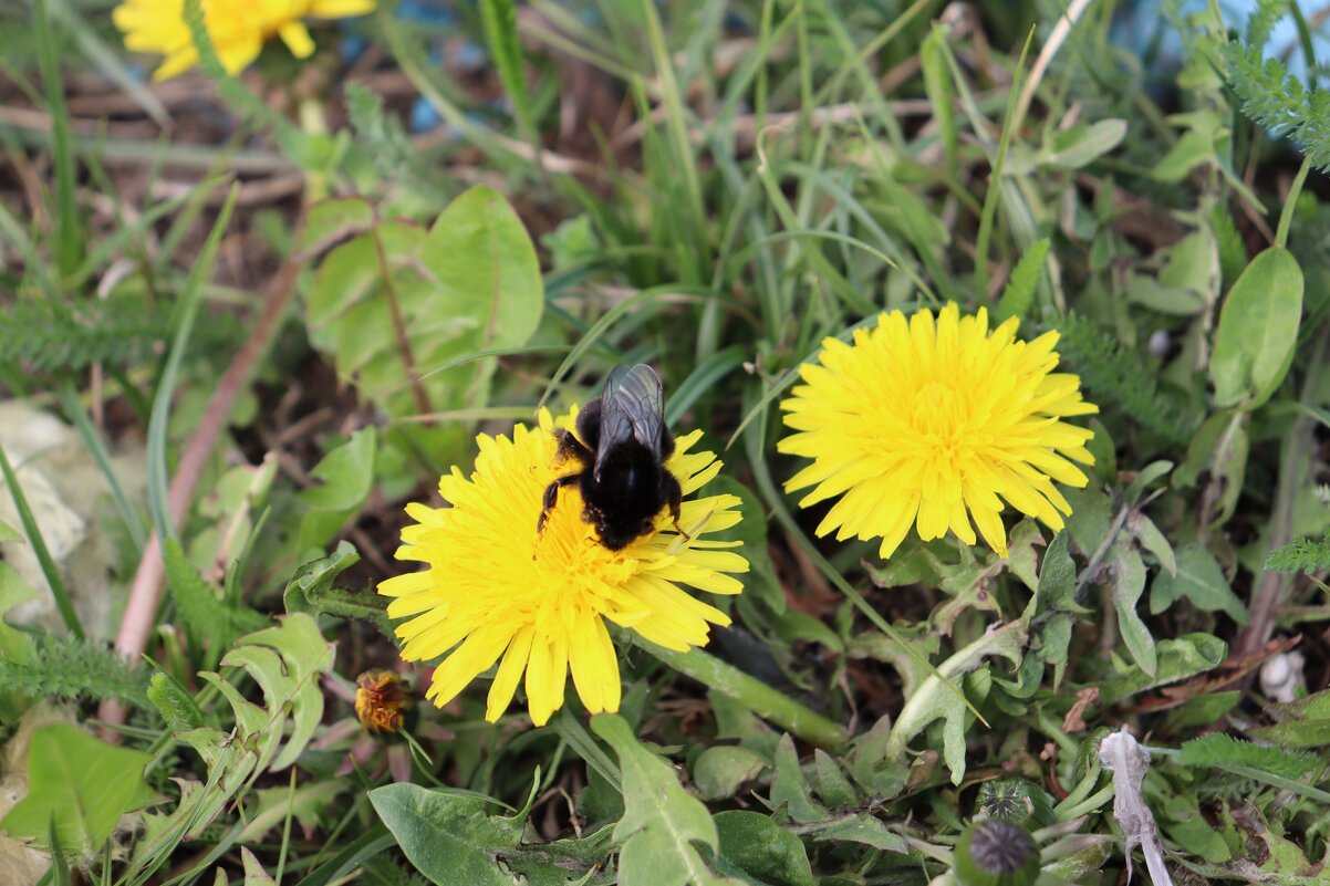 Природа - Светлана Птачек