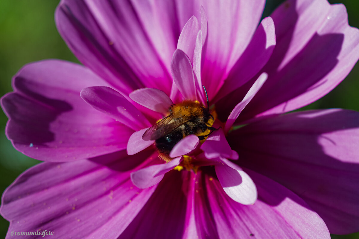 Забурился - Роман Алексеев