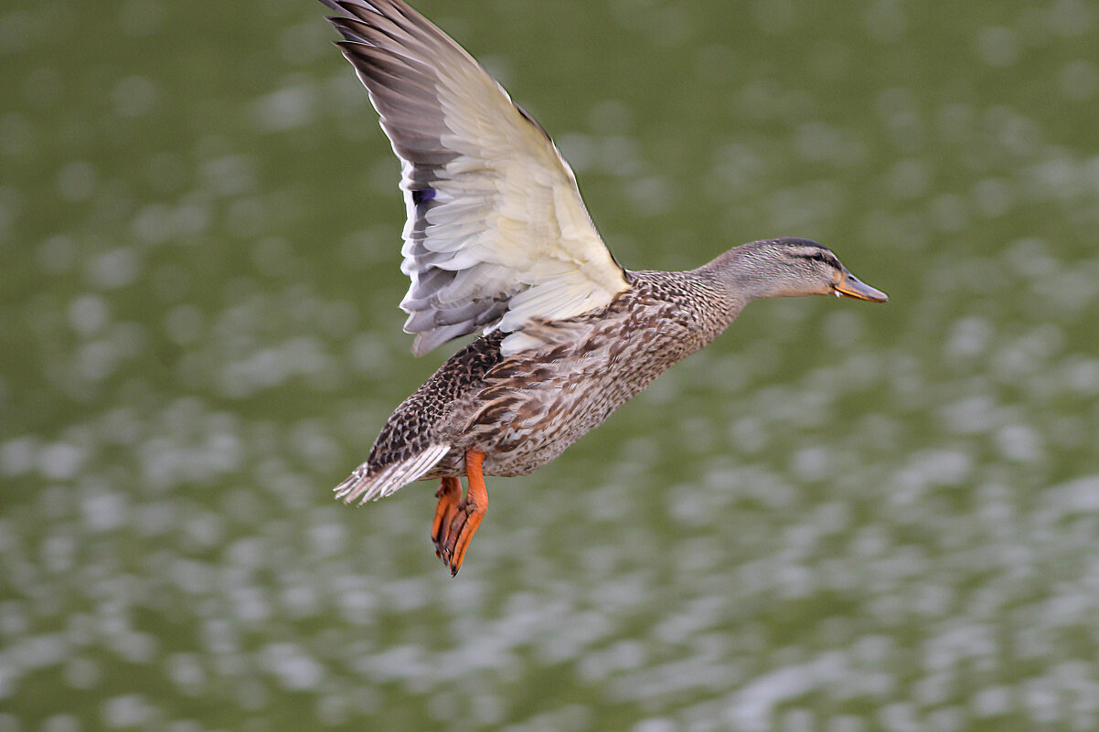Полет утки - Светлана Медведева Полет утки - Светлана Медведева