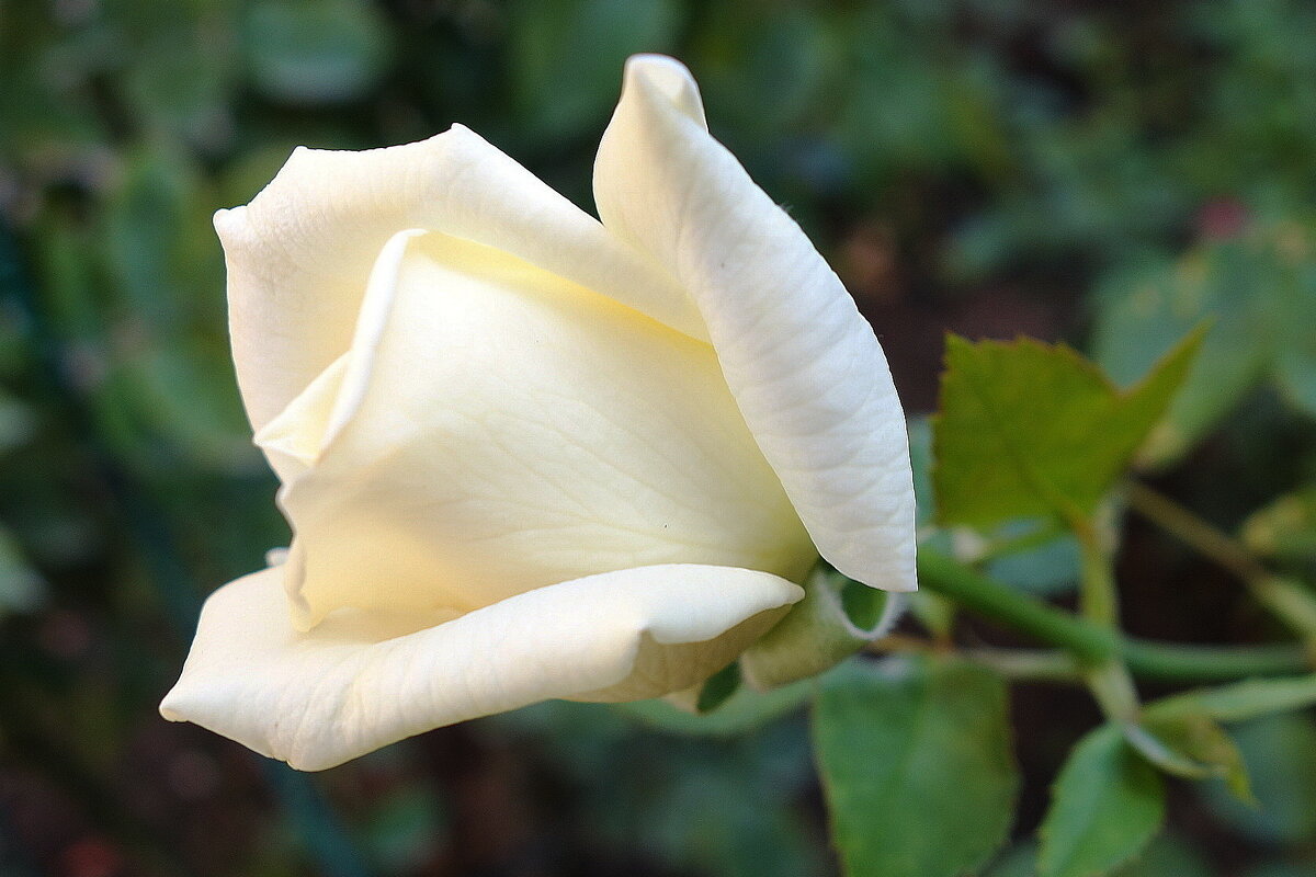 Роза - Маргарита Батырева Роза - Маргарита Батырева