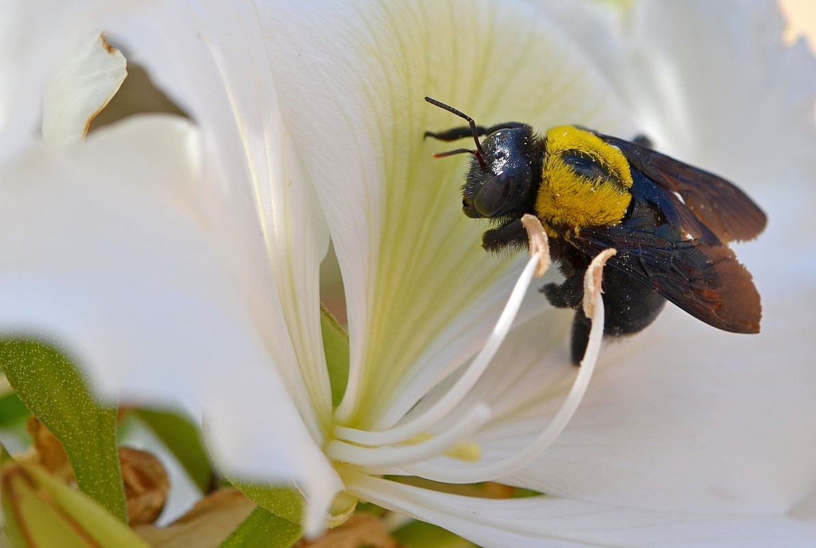 10.04.13 Эта пчелка на цветке баухинии - Пчела-плотник Xylocopa pubescens - Борис Ржевский