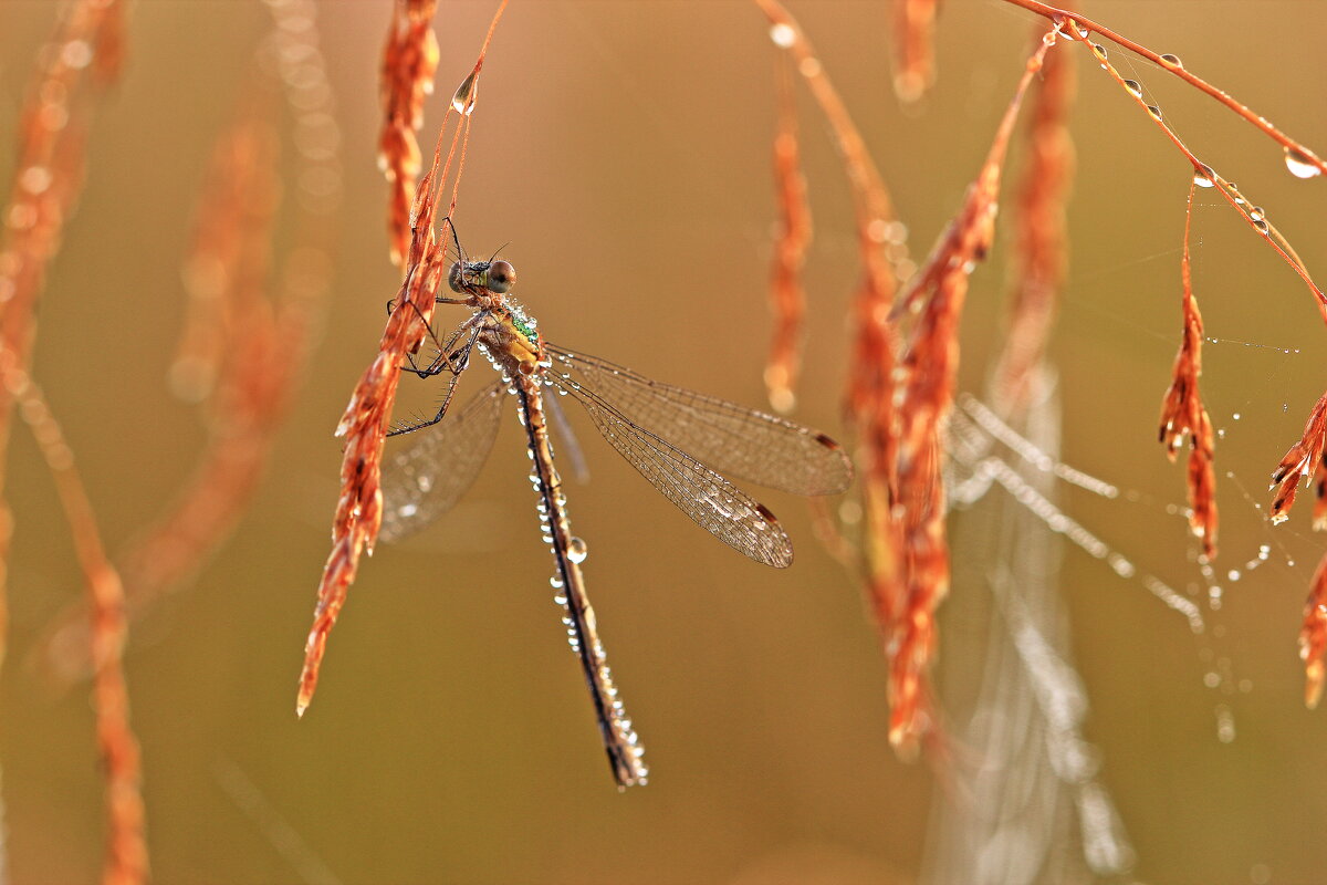 *** - Олег Резенов