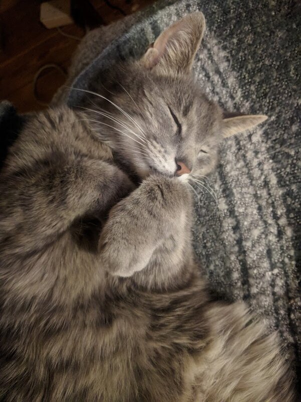 Сладкие сны - Марина Птичка Сладкие сны - Марина Птичка