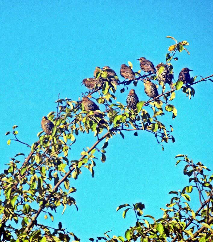 Вот они расселись по местам - Лариса Вот они расселись по местам - Лариса
