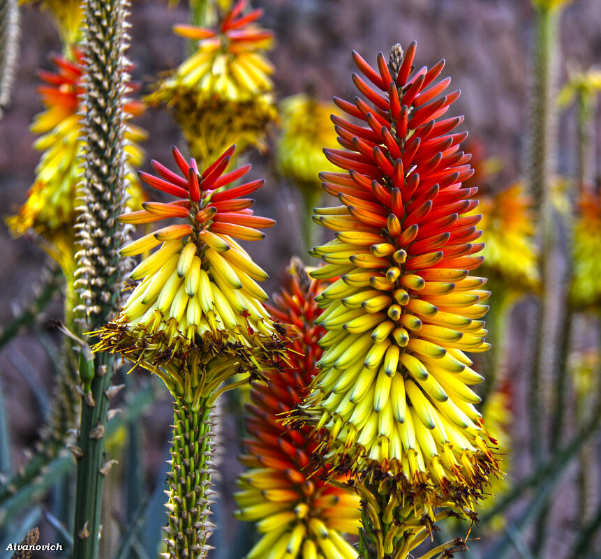 Что за чудо? - Андрей Иванович (Aivanovich-2009) Что за чудо? - Андрей Иванович (Aivanovich-2009)