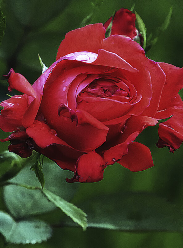 Учителям с началом нового учебного года - Nikolay Monahov