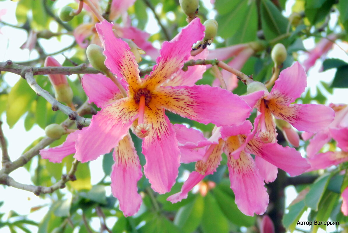 Хоризия. - Валерьян Запорожченко