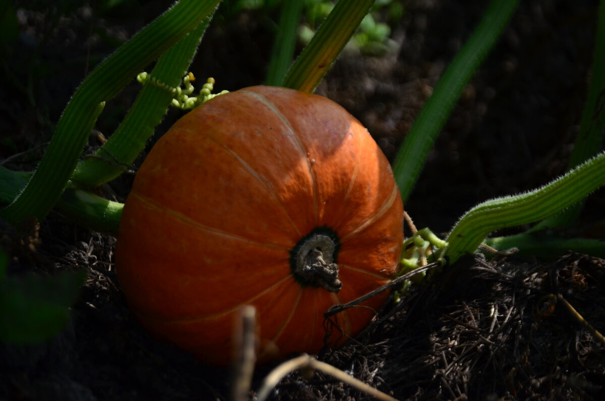 Тыковка - Tim Andrews