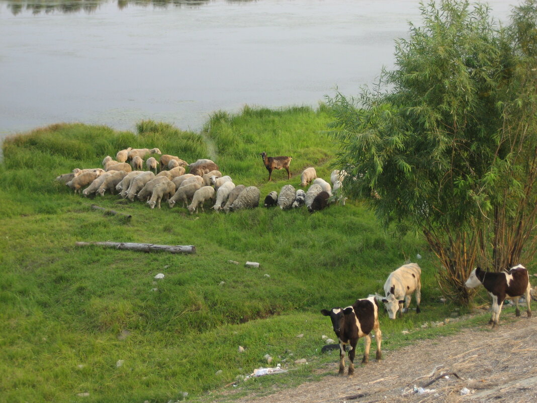 Бееэээ! - Anna Ivanova