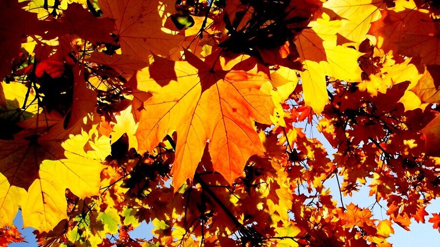 Букет из листье  клёна... - Евгений 