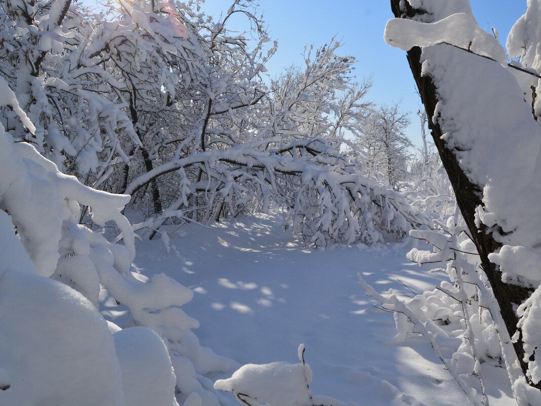 Шахты. Поляна в зимнем лесу микрорайона ХБК. - Пётр Чернега