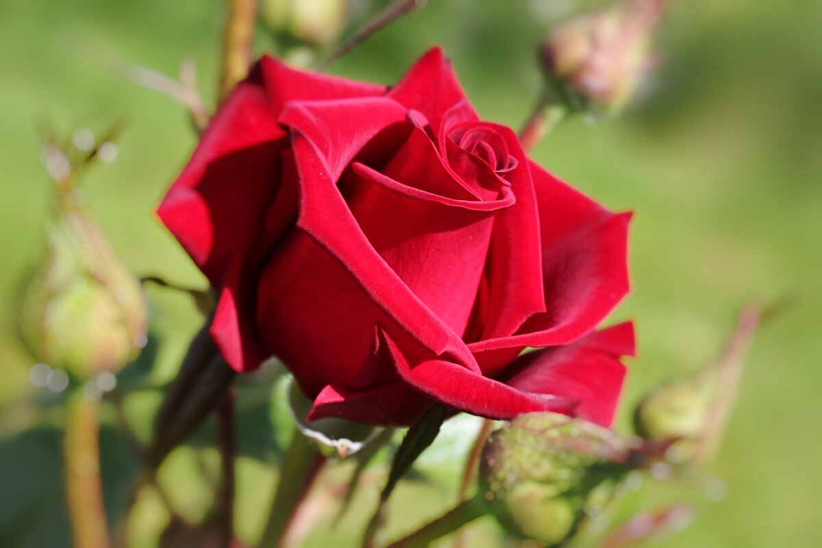 Роза - Алёна Блинникова