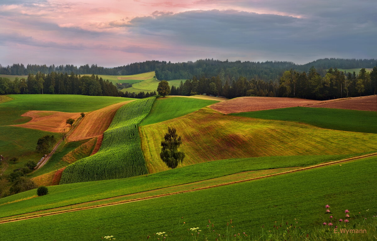 Emmental - Elena Wymann