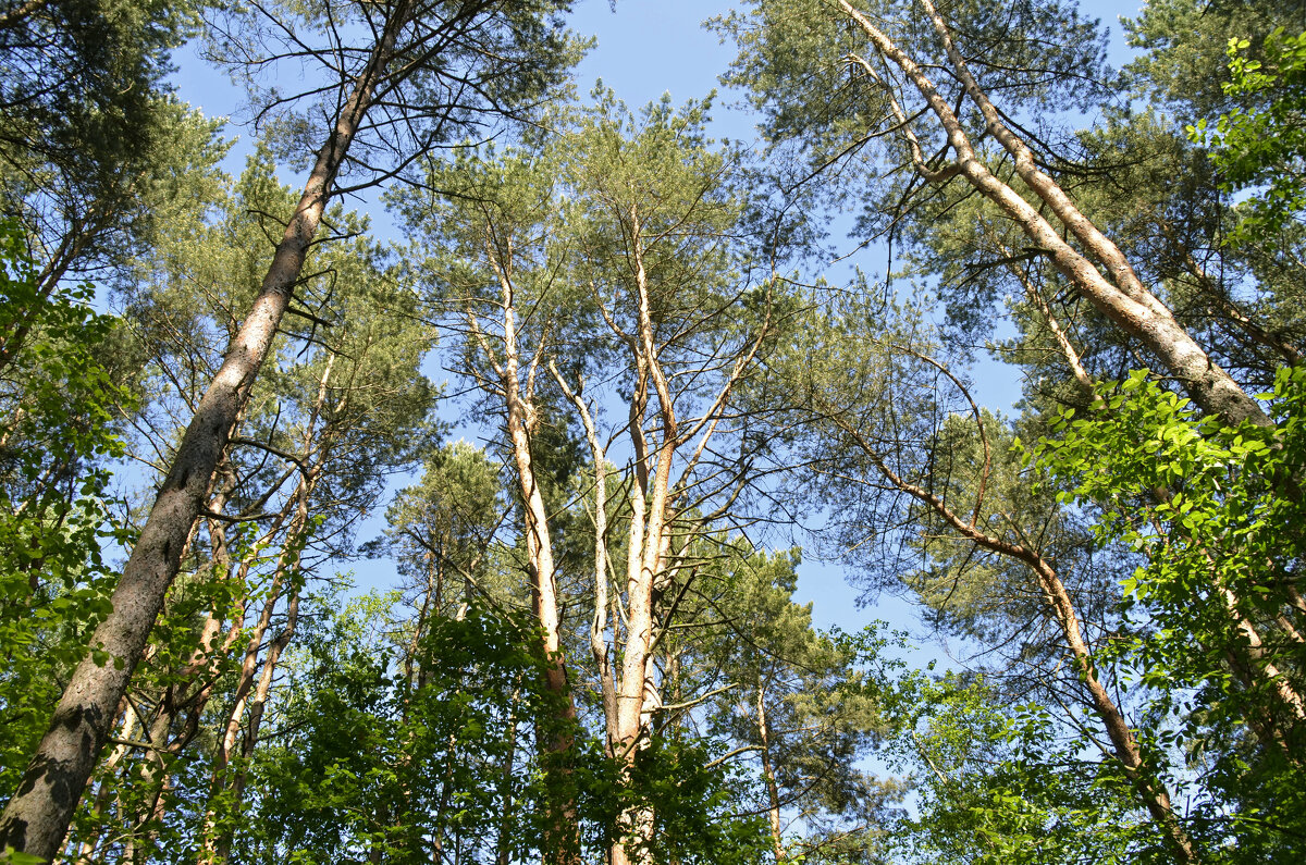 Все выше и выше, и выше... - Нина Синица Все выше и выше, и выше... - Нина Синица