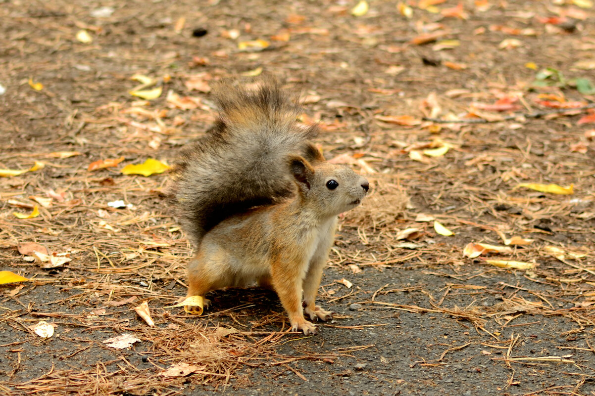 *** - Александра nb911 Ватутина