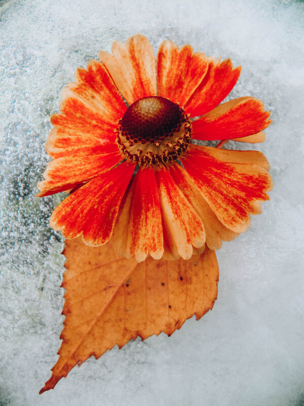 Вот и осень пришла. - Виктория Писаренко