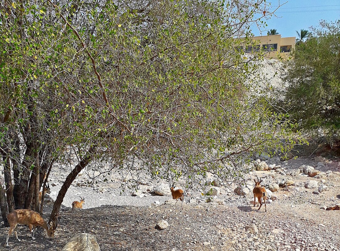 нубийские козлы заповедника Эн-Геди - Александр Корчемный нубийские козлы заповедника Эн-Геди - Александр Корчемный