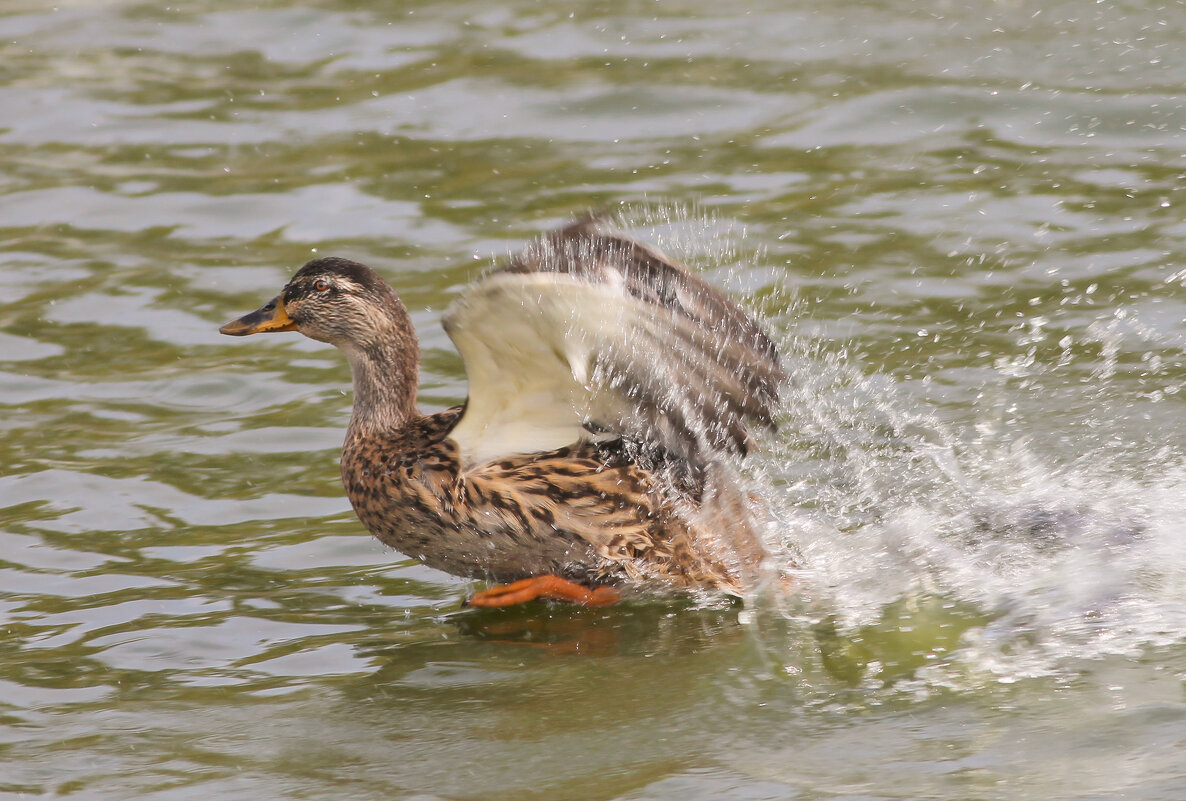 Во всей красе - Светлана Медведева Во всей красе - Светлана Медведева