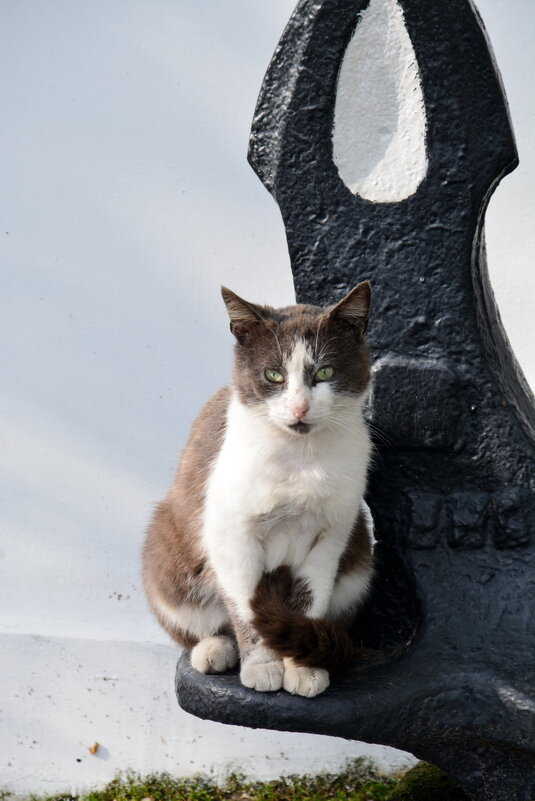 Без названия - Николай Без названия - Николай