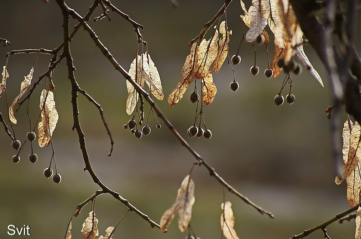 Липы осенние листья . - Анатолий Святой Липы осенние листья . - Анатолий Святой
