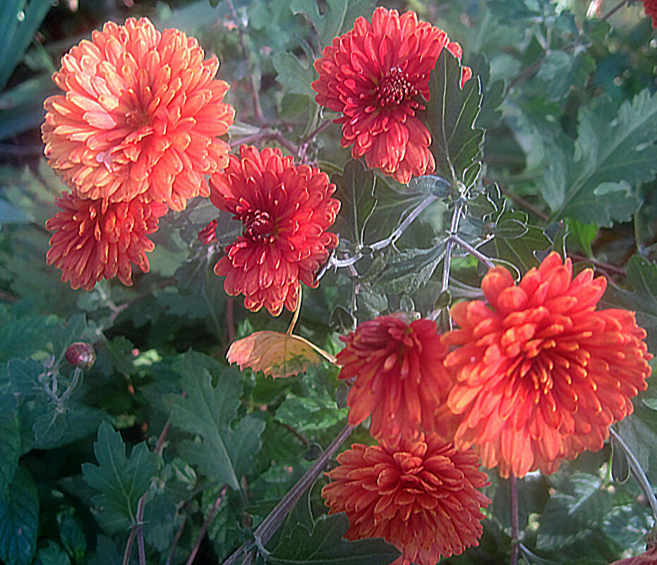 Осенний букет - Елена Семигина Осенний букет - Елена Семигина