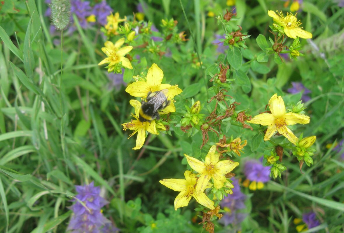Зверобой - Maikl Smit