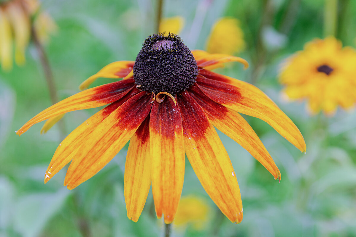 *** - Виктор Иванович Чернюк