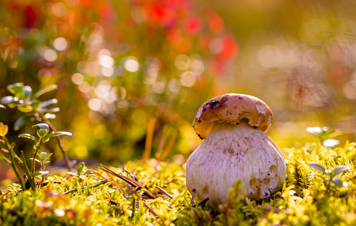 .... - Андрей Бурлов