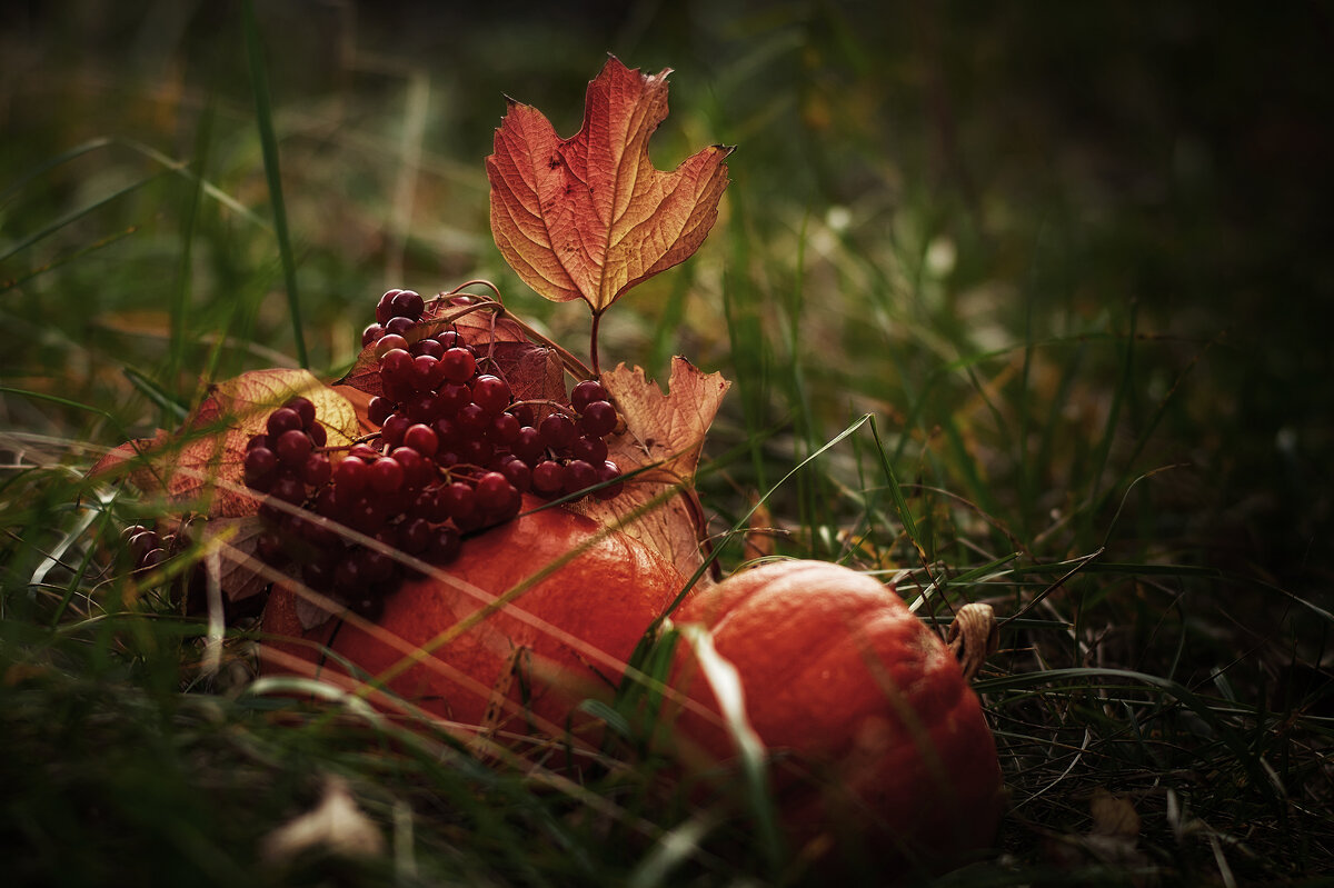 *** - Вера Сафонова