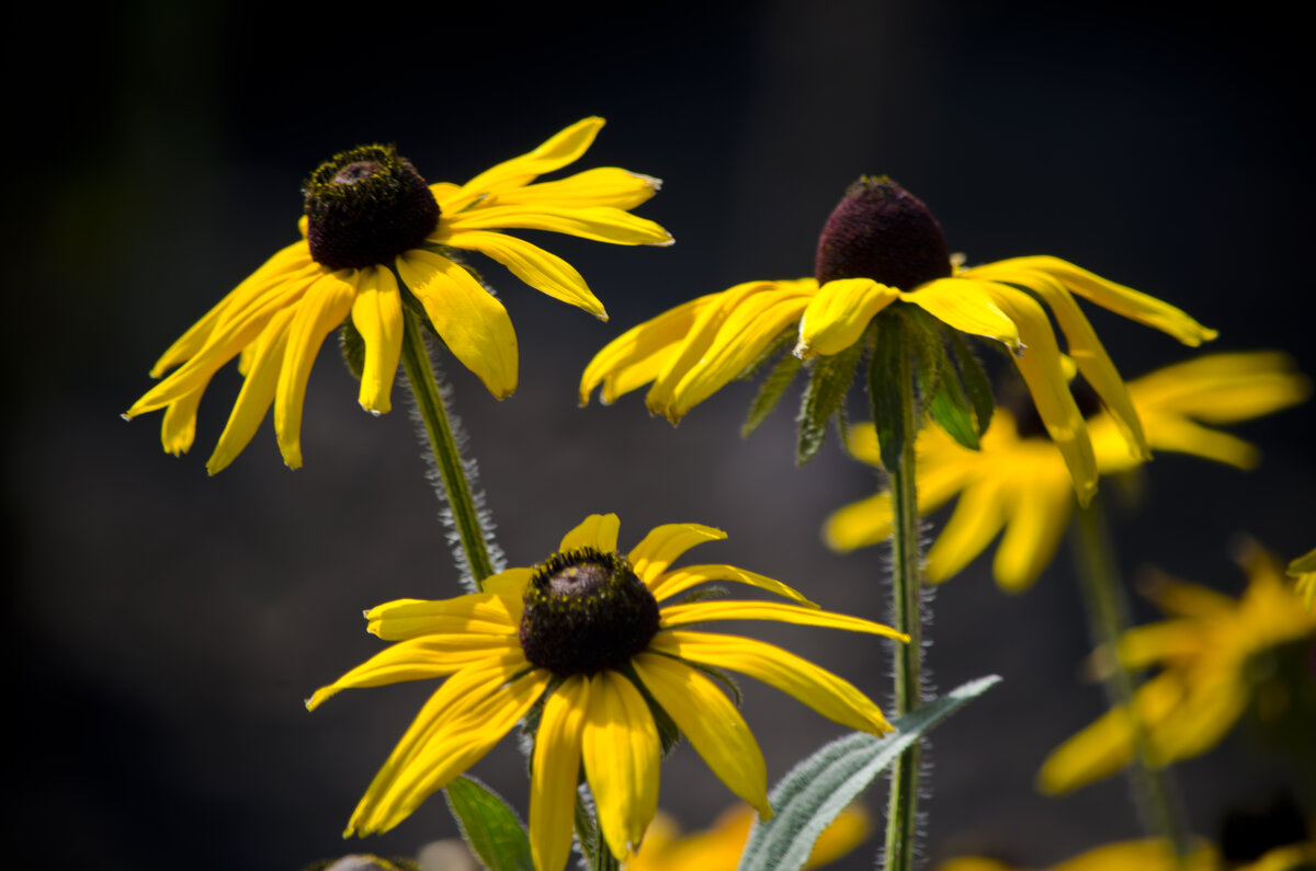 Цвет настроения желтый :) - Татьяна Евдокимова Цвет настроения желтый :) - Татьяна Евдокимова