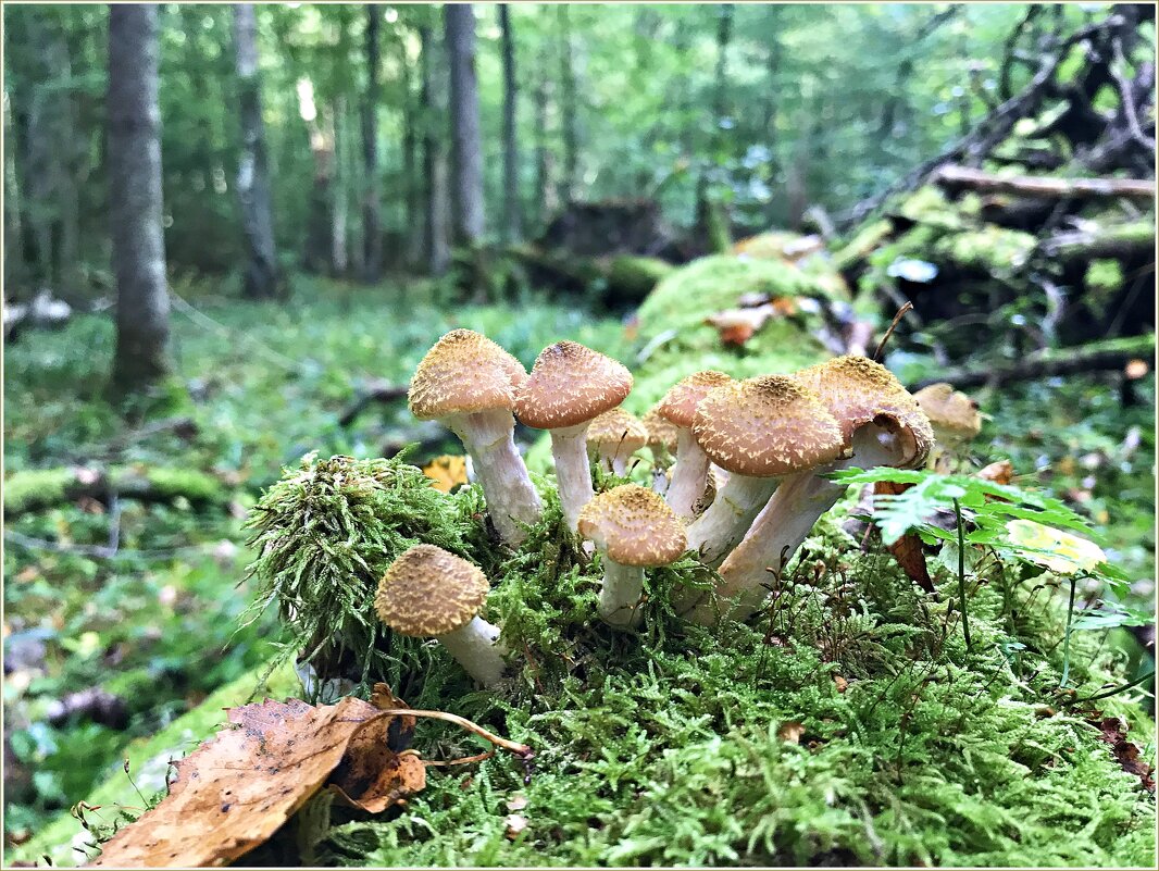 Гвоздики. - Валерия Комова Гвоздики. - Валерия Комова