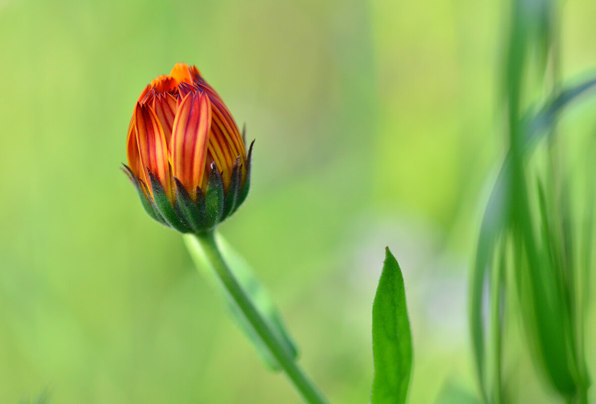 Этюд с календулой - Татьяна Соловьева