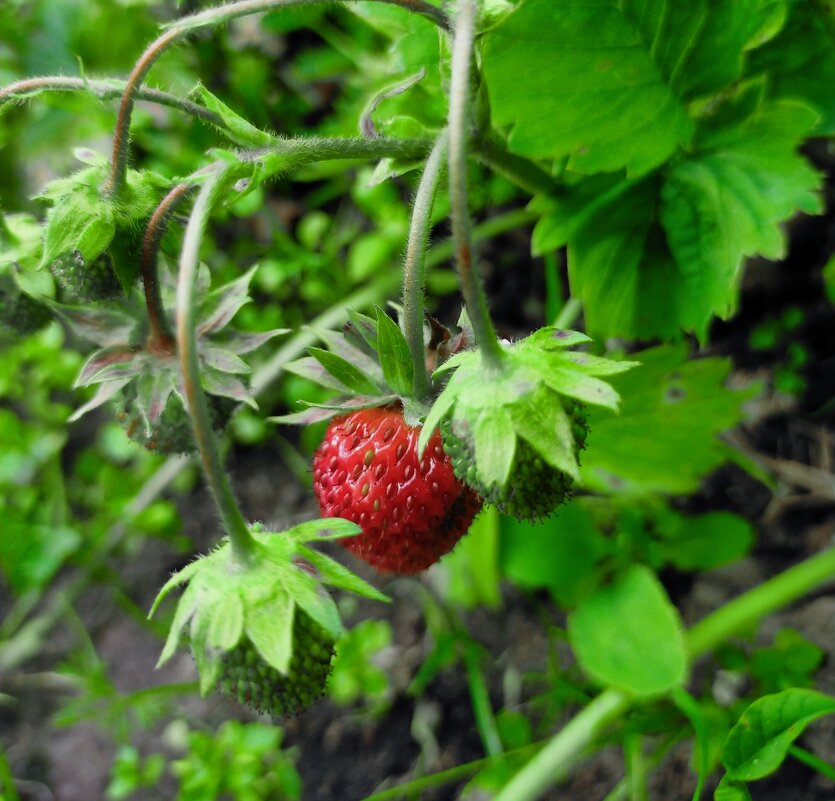 Последняя ягодка - Yulia Raspopova