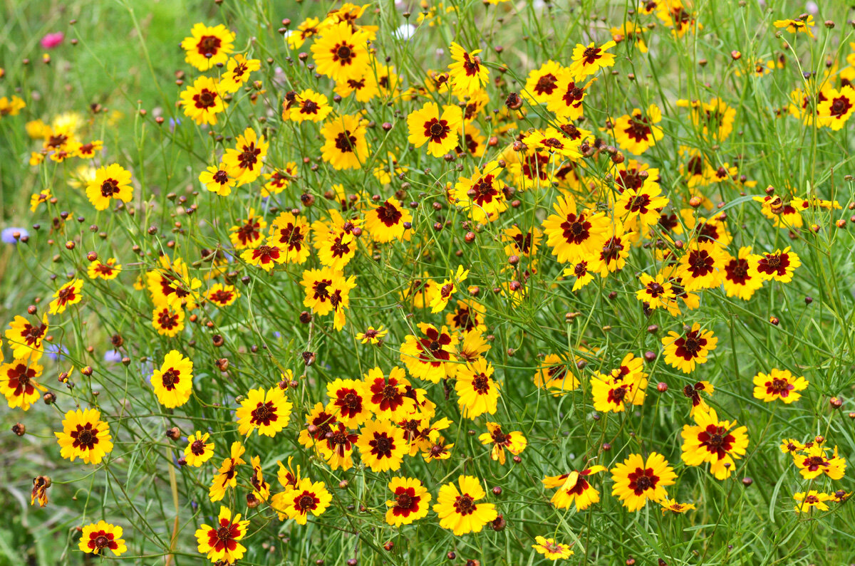 Цветущий кореопсис - Татьяна Соловьева Цветущий кореопсис - Татьяна Соловьева