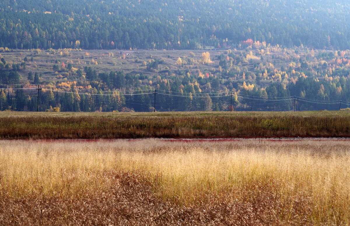 Травы осенние. - Вера Литвинова