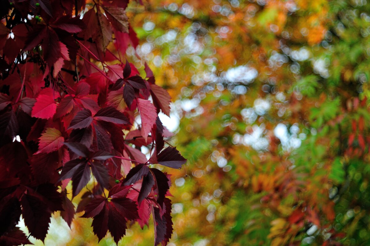краски осени... #2 - Андрей Вестмит краски осени... #2 - Андрей Вестмит