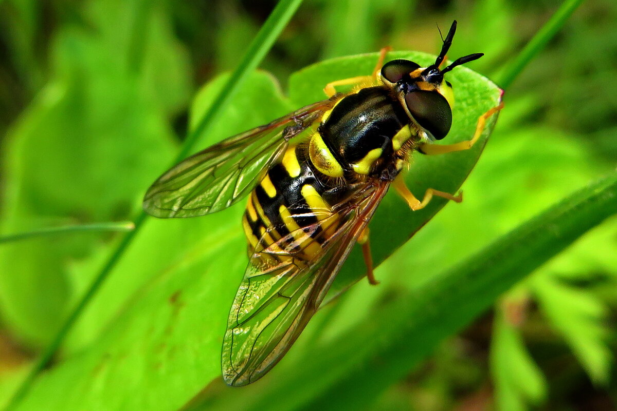 Журчалка.Chrysotoxum verralli - vodonos241 