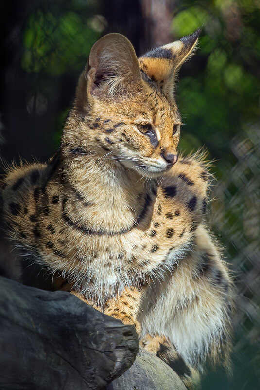 *** - Владимир Габов *** - Владимир Габов