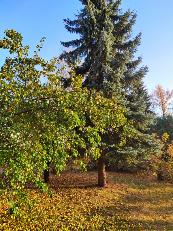 По осеннему - Роман Царев