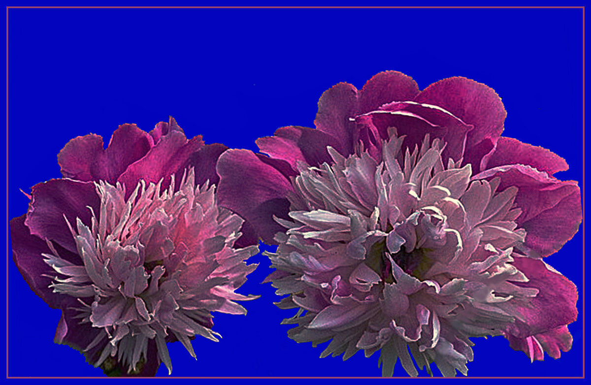 Вечные пионы - Владимир Хатмулин